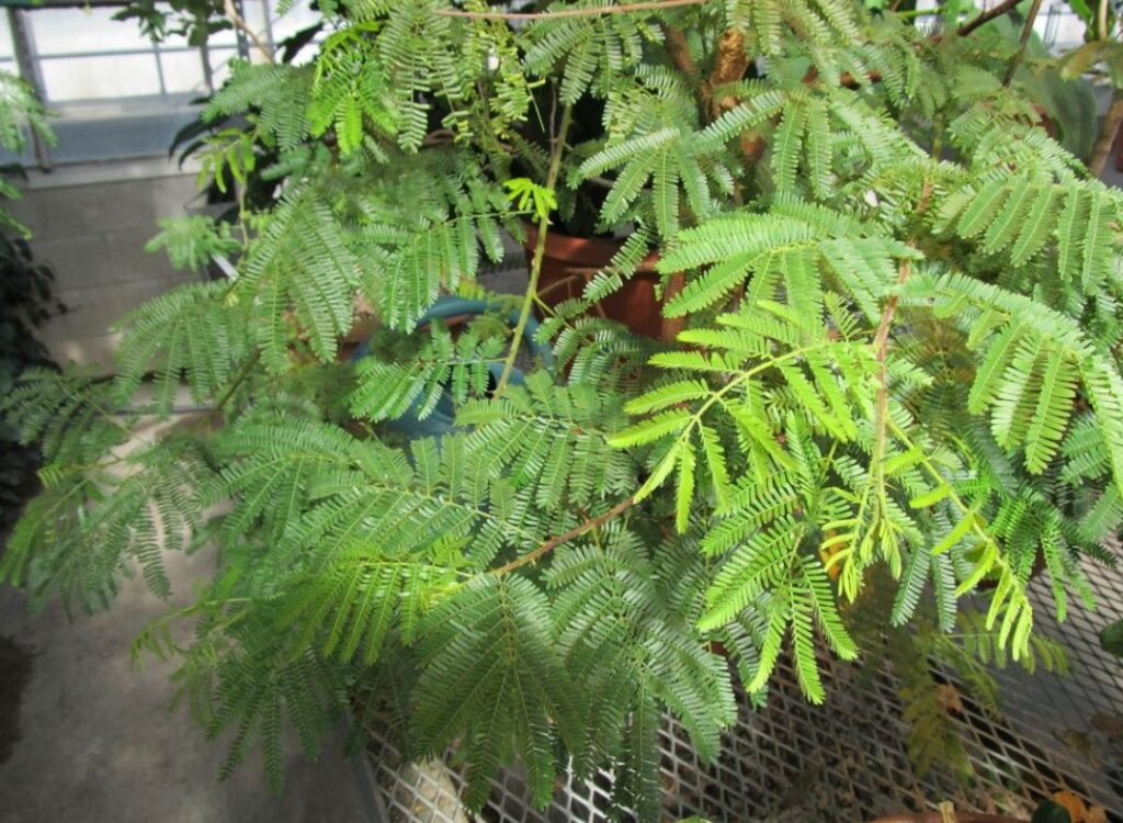 How long does it take to grow Mimosa hostilis?
