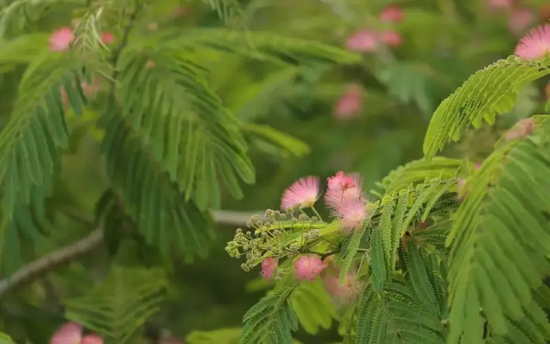 Everything you need to know about mimosa hostilis