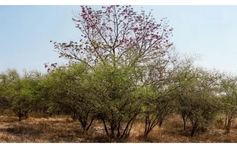 grow Mimosa hostilis