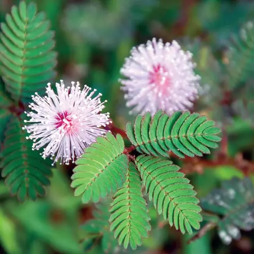 Mimosa Hostilis