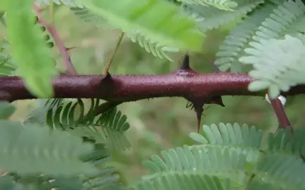 hotilismimosa