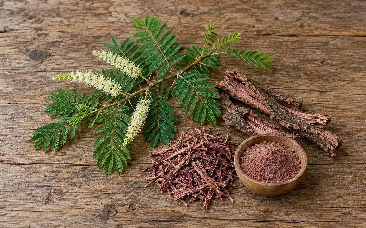 Mimosa hostilis flowering branch with whole, shredded and powdered root bark