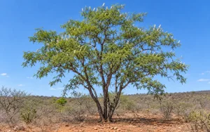 Full-grown Mimosa hostilis tree with white flower spikes in dry scrubland