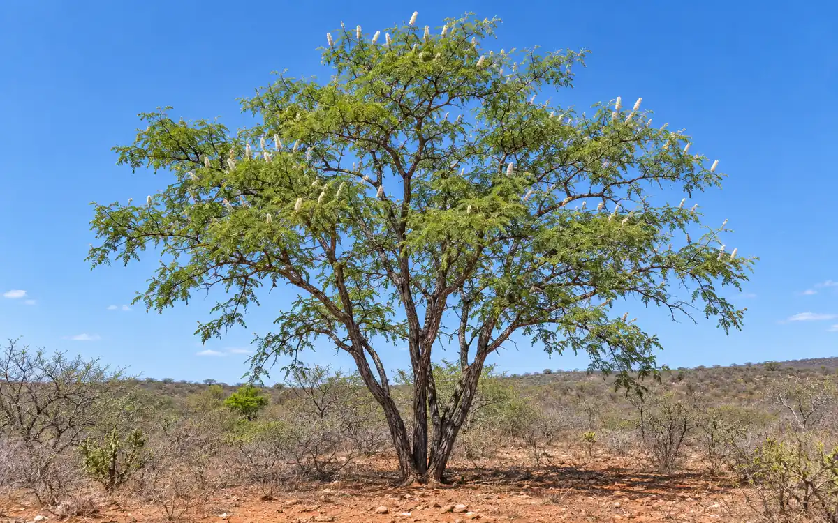 Full-grown Mimosa hostilis tree with white flower spikes in dry scrubland