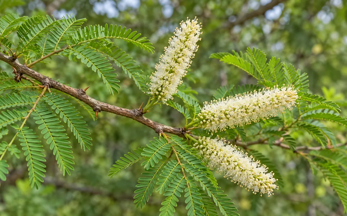White flower spikes and fern-like leaves of the Mimosa hostilis tree